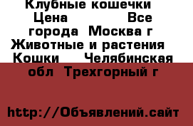 Клубные кошечки › Цена ­ 10 000 - Все города, Москва г. Животные и растения » Кошки   . Челябинская обл.,Трехгорный г.